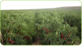 Paprika