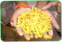 Turmeric 