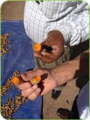 Turmeric 